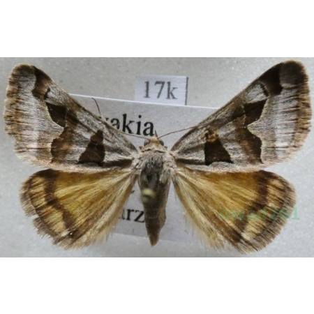 Euclidia triquetra (Denis & Schiffermüller, 1775) Slovakia17k